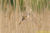 Bearded Tit at Vange Marsh (RSPB) (Richard Howard) (92302 bytes)