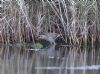 Water Rail at Gunners Park (Andrew Armstrong) (116574 bytes)