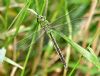 Emperor Dragonfly at Bowers Marsh (RSPB) (Graham Oakes) (83160 bytes) Emperor Dragonfly at Bowers Marsh (RSPB) (Graham Oakes) (83160 bytes)