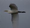Cattle Egret at Wallasea Island (RSPB) (Jeff Delve) (35678 bytes) Cattle Egret at Wallasea Island (RSPB) (Jeff Delve) (35678 bytes)