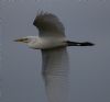 Cattle Egret at Wallasea Island (RSPB) (Jeff Delve) (35678 bytes)