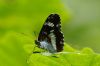 White Admiral at Belfairs Great Wood (Richard Howard) (40617 bytes)