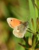 Small Heath at Bowers Marsh (RSPB) (Graham Oakes) (53502 bytes)