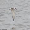 Common Tern at Lower Raypits (Jeff Delve) (49342 bytes)