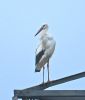 White Stork at Bowers Marsh (RSPB) (Graham Oakes) (41815 bytes) White Stork at Bowers Marsh (RSPB) (Graham Oakes) (41815 bytes)
