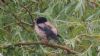 Rose-coloured Starling at Rayleigh (Paul Baker) (68976 bytes) Rose-coloured Starling at Rayleigh (Paul Baker) (68976 bytes)