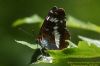 White Admiral at Belfairs Great Wood (Richard Howard) (56673 bytes)