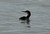 Shag at Canvey Point (Jeff Saward) (62193 bytes)