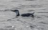 Guillemot at Canvey Point (Jeff Delve) (59189 bytes)