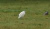 Cattle Egret at Lion Creek (Steve Arlow) (55877 bytes)