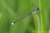 Blue-tailed Damselfly at Benfleet Downs (Richard Howard) (63991 bytes)