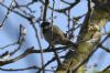 Coal Tit at Hockley Woods (Richard Howard) (68316 bytes)