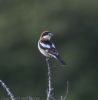 Woodchat Shrike at Stambridge Mills (Jeff Delve) (30747 bytes)