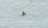 Slavonian Grebe at Gunners Park (Jeff Delve) (55400 bytes)