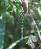 Southern Hawker at Bowers Marsh (RSPB) (Graham Oakes) (70483 bytes)