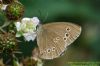 Ringlet at Belfairs N.R. (Richard Howard) (113456 bytes)