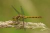 Common Darter at Pound Wood (Richard Howard) (37207 bytes)