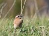 Wheatear at Gunners Park (Andrew Armstrong) (66691 bytes) Wheatear at Gunners Park (Andrew Armstrong) (66691 bytes)