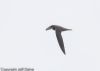 Alpine Swift at Hadleigh Downs (Jeff Delve) (13951 bytes)