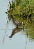 Spotted Redshank at Vange Marsh (RSPB) (Graham Oakes) (86879 bytes) Spotted Redshank at Vange Marsh (RSPB) (Graham Oakes) (86879 bytes)
