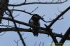 Great Spotted Woodpecker at Shoebury East Beach (Richard Howard) (47644 bytes)