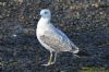 Caspian Gull at Hullbridge (Richard Howard) (95915 bytes)