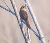 Grasshopper Warbler at Bowers Marsh (RSPB) (Paul Baker) (55004 bytes)