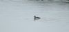 Long-tailed Duck at Rossi's Ice Cream, Westcliff (Steve Arlow) (31640 bytes) Long-tailed Duck at Rossi's Ice Cream, Westcliff (Steve Arlow) (31640 bytes)