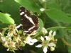 White Admiral at Belfairs N.R. (Sally Brierley) (63083 bytes)