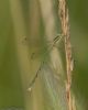 Southern Emerald Damselfly at Canvey Way (Jeff Delve) (41266 bytes) Southern Emerald Damselfly at Canvey Way (Jeff Delve) (41266 bytes)