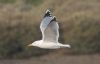 Yellow-legged Gull at Hullbridge (Jeff Delve) (24392 bytes) Yellow-legged Gull at Hullbridge (Jeff Delve) (24392 bytes)