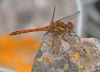 Common Darter at Bowers Marsh (RSPB) (Graham Oakes) (75023 bytes)