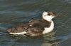 Guillemot at Southend Pier (Steve Arlow) (178733 bytes)