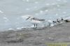 Sanderling at Canvey Point (Richard Howard) (76634 bytes)