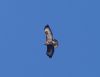 Buzzard at Magnolia NR, Hawkwell (Vince Kinsler) (24288 bytes)