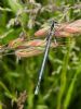 White-legged Damselfly at Edwards Hall Park (Neil Chambers) (83183 bytes)