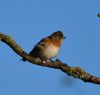 Brambling at Bowers Marsh (RSPB) (Graham Oakes) (42115 bytes)