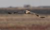 Short-eared Owl at Wallasea Island (RSPB) (Jeff Delve) (21588 bytes)