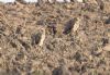Short-eared Owl at Wallasea Island (RSPB) (Jeff Delve) (111680 bytes) Short-eared Owl at Wallasea Island (RSPB) (Jeff Delve) (111680 bytes)