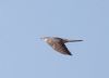 Cuckoo at Canvey Wick (Jeff Delve) (21634 bytes)