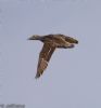 Eider at Wallasea Island (RSPB) (Jeff Delve) (53991 bytes)