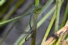 Scarce Emerald Damselfly at Canvey Way (Richard Howard) (53039 bytes)