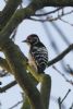 Lesser Spotted Woodpecker at Hockley Woods (Jeff Delve) (56817 bytes) Lesser Spotted Woodpecker at Hockley Woods (Jeff Delve) (56817 bytes)