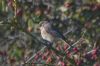 Redstart at Gunners Park (Jeff Delve) (55521 bytes)