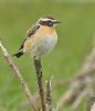 Whinchat at Bowers Marsh (RSPB) (Graham Oakes) (76354 bytes)