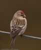 Mealy Redpoll at Wallasea Island (RSPB) (Jeff Delve) (47913 bytes)