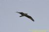 Osprey at Canvey Wick (Richard Howard) (20052 bytes)