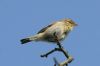 Chiffchaff at Benfleet Downs (Richard Howard) (28431 bytes)