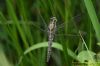 Black-tailed Skimmer at Vange Marsh (RSPB) (Richard Howard) (57131 bytes)