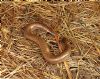 Slow-worm at South Fambridge (Paul Baker) (205666 bytes)